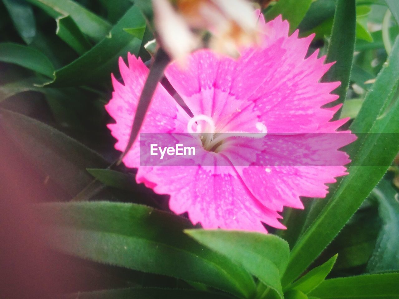 CLOSE-UP OF PINK FLOWER