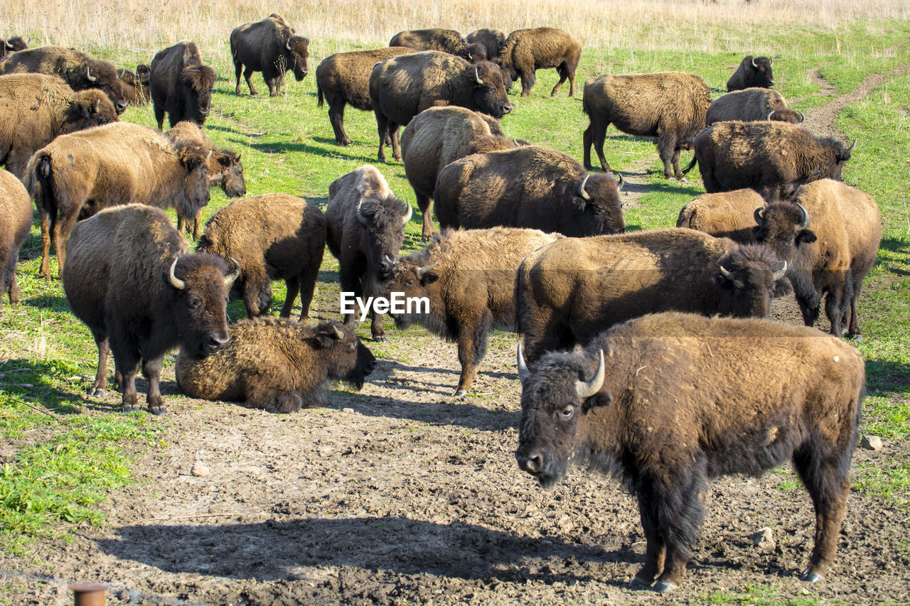 Close-up portrait of a bison