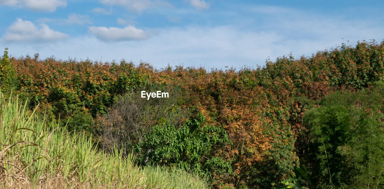 Plants growing on field against sky