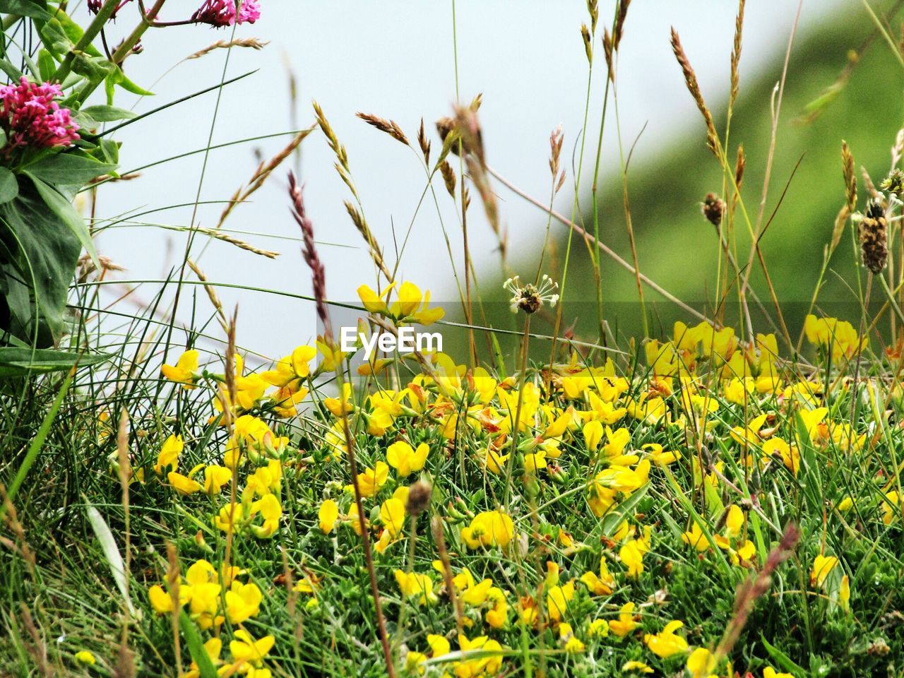 Close-up of yellow flowers blooming in field