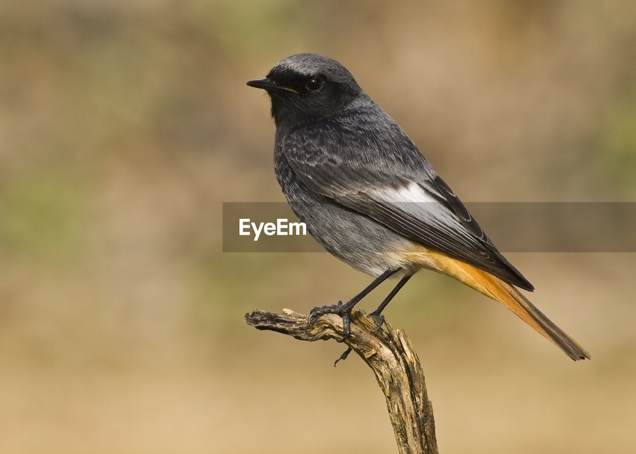 BIRD PERCHING ON A PLANT