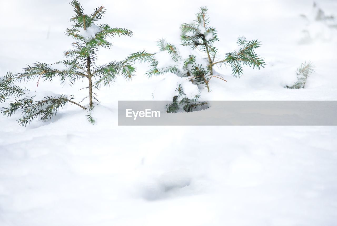 SNOW COVERED FIELD AGAINST SKY