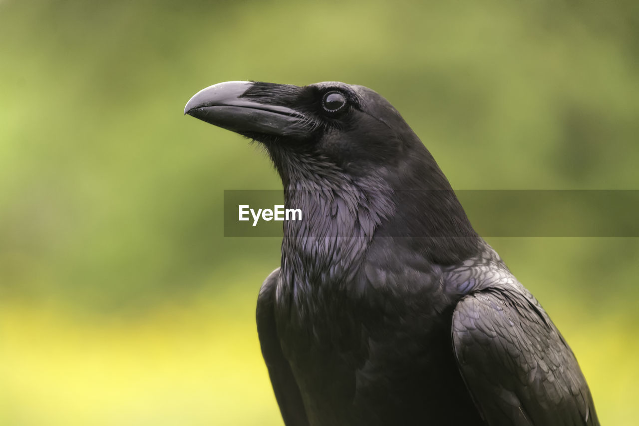 Close-up of raven