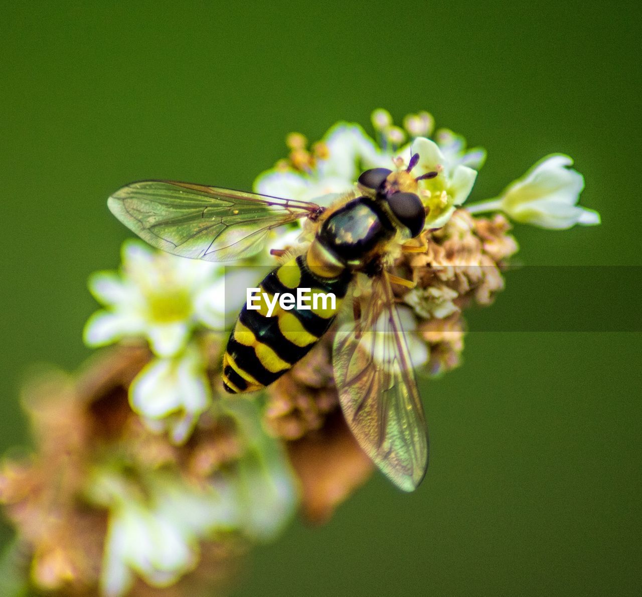 CLOSE-UP OF HONEY BEE POLLINATING ON FLOWER