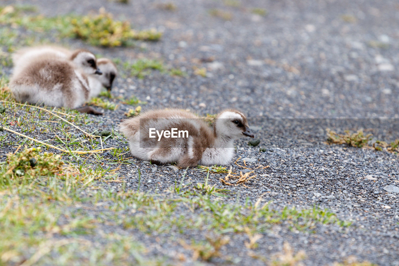 animal themes, animal, animal wildlife, wildlife, group of animals, bird, young animal, young bird, nature, duck, no people, mammal, water bird, ducks, geese and swans, gosling, day, selective focus, animal family, duckling, outdoors