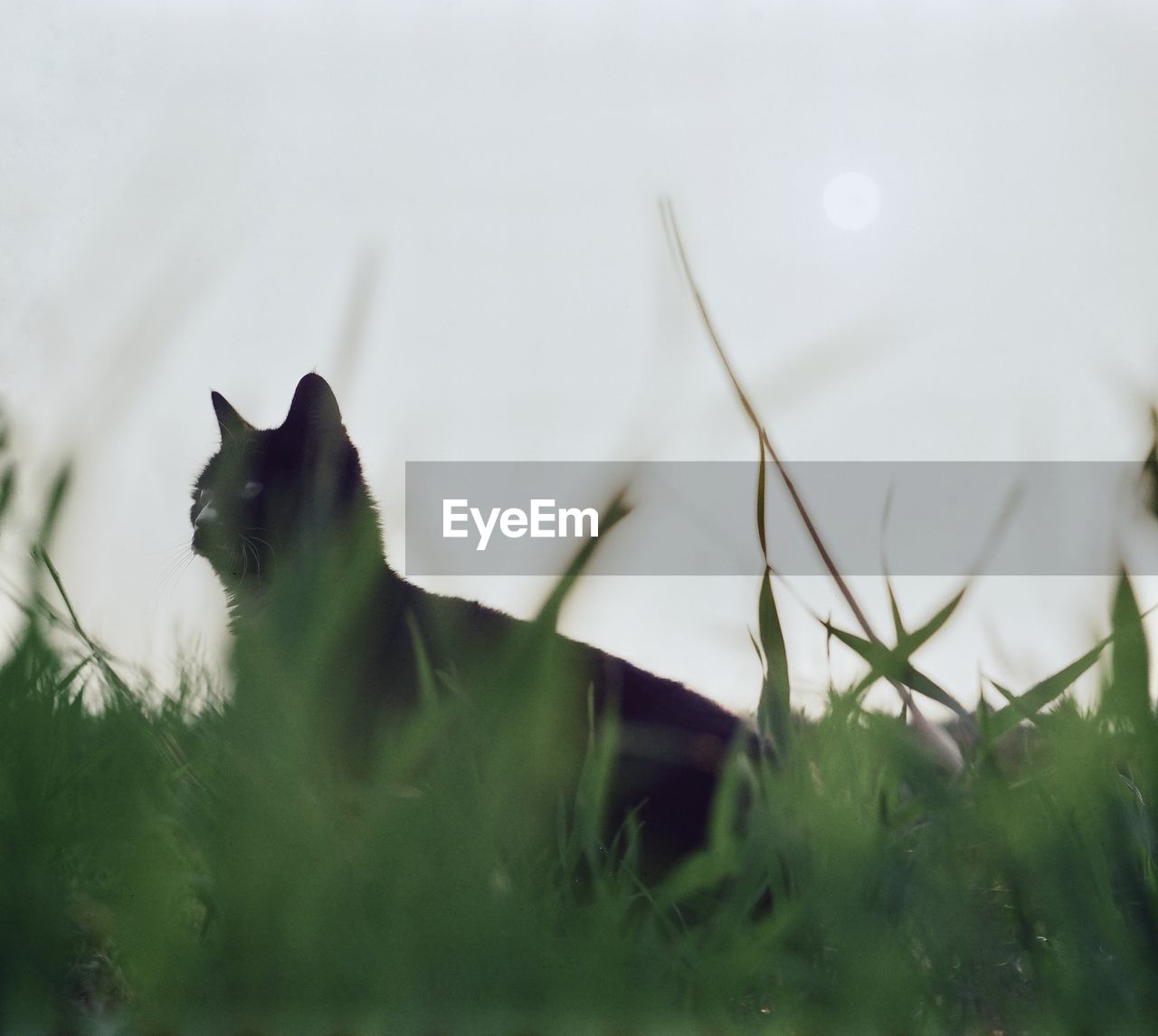 animal, animal themes, cat, mammal, grass, one animal, domestic animals, pet, plant, nature, green, no people, flower, selective focus, small to medium-sized cats, feline, felidae, domestic cat, animal wildlife, whiskers, sitting, outdoors, close-up, day, carnivore, wildlife