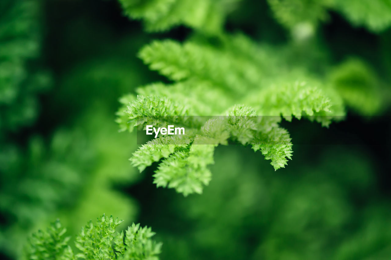 Beautyful leaves green foliage. natural floral monochrome background, selective focus.