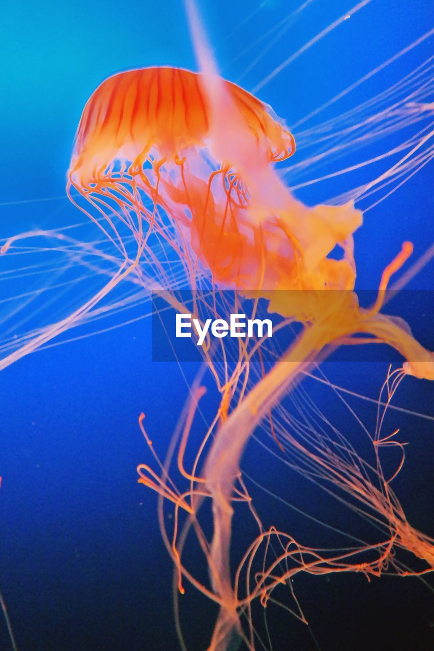 Orange jellyfish swimming in blue sea