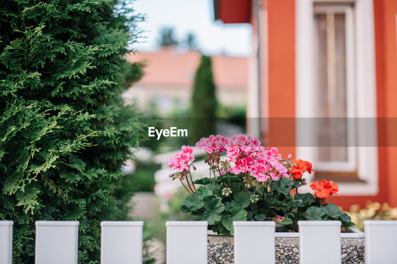 Flowers blooming in yard