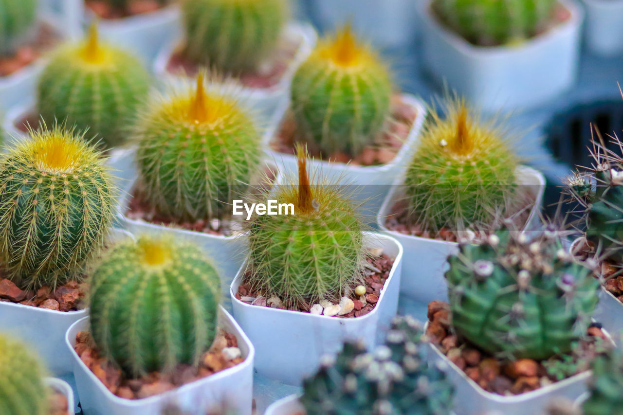 CLOSE-UP OF SUCCULENT PLANT ON FIELD