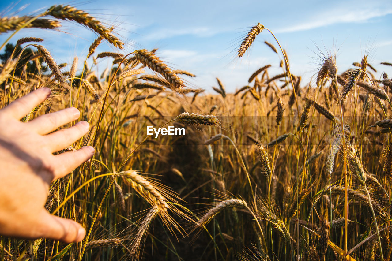 Cropped image of hand touching wheat plant