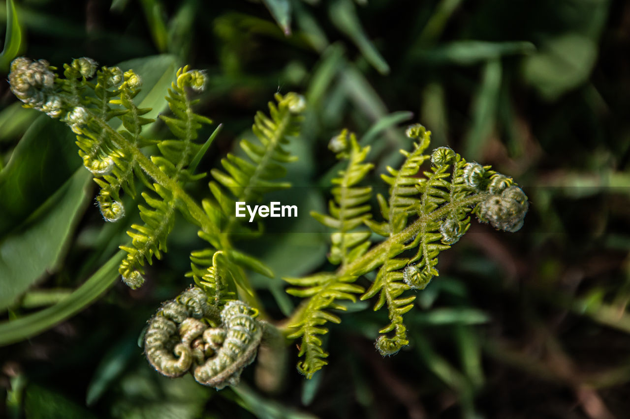 Close-up of fern