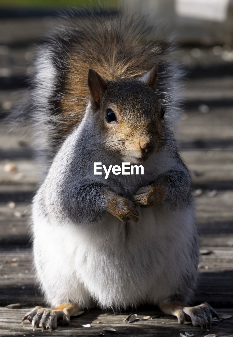 CLOSE-UP OF SQUIRREL EATING OUTDOORS