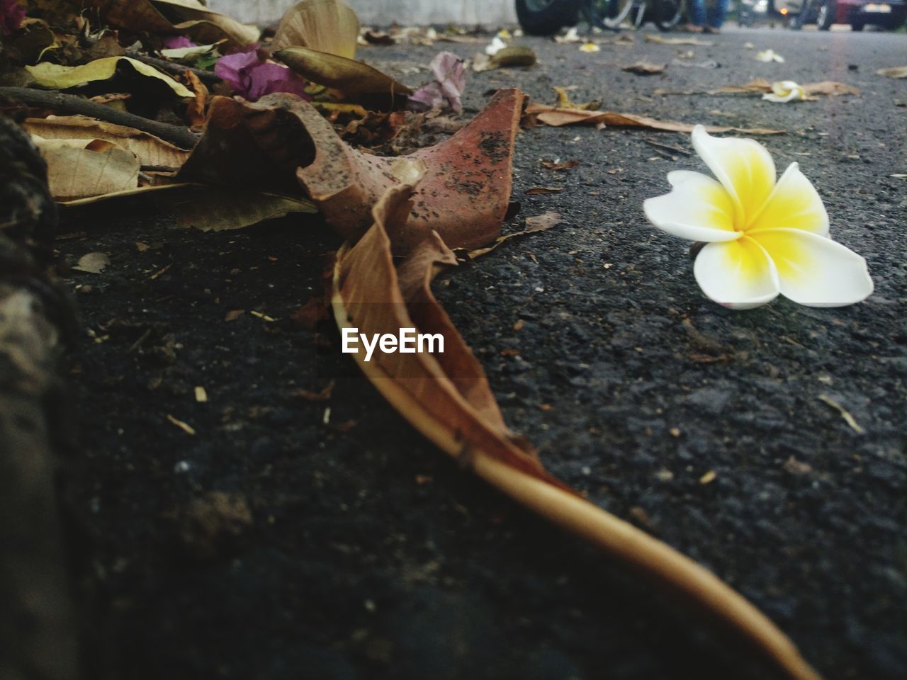 CLOSE-UP OF FLOWERING PLANTS