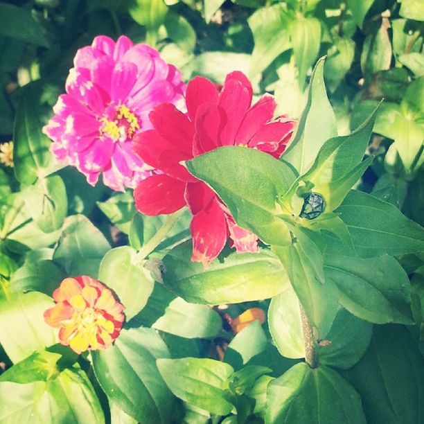 CLOSE-UP OF PINK FLOWERS