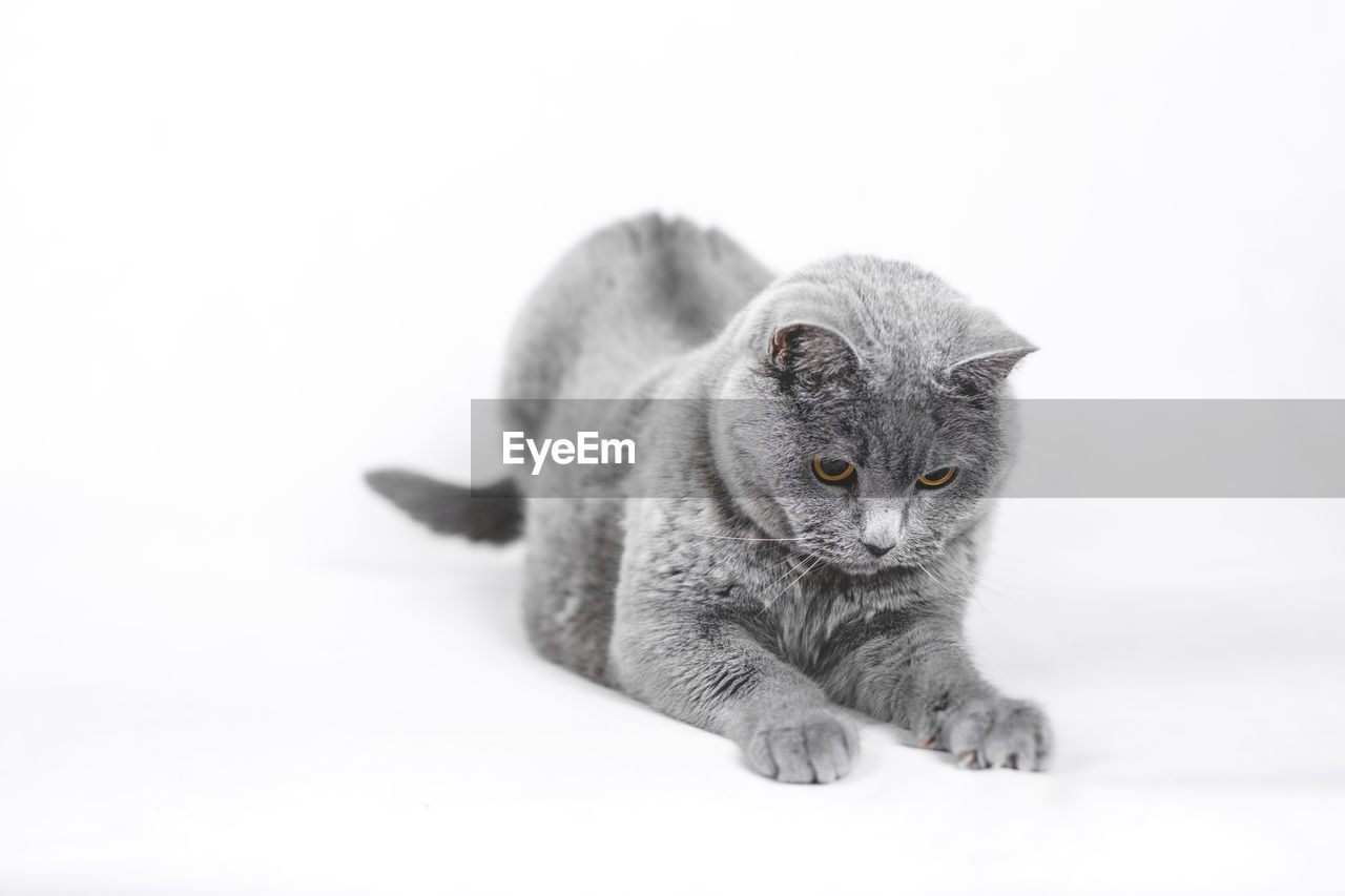 Portrait of a playing cat against white background