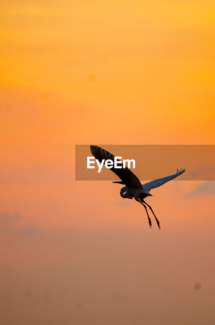 Silhouette bird flying against orange sky