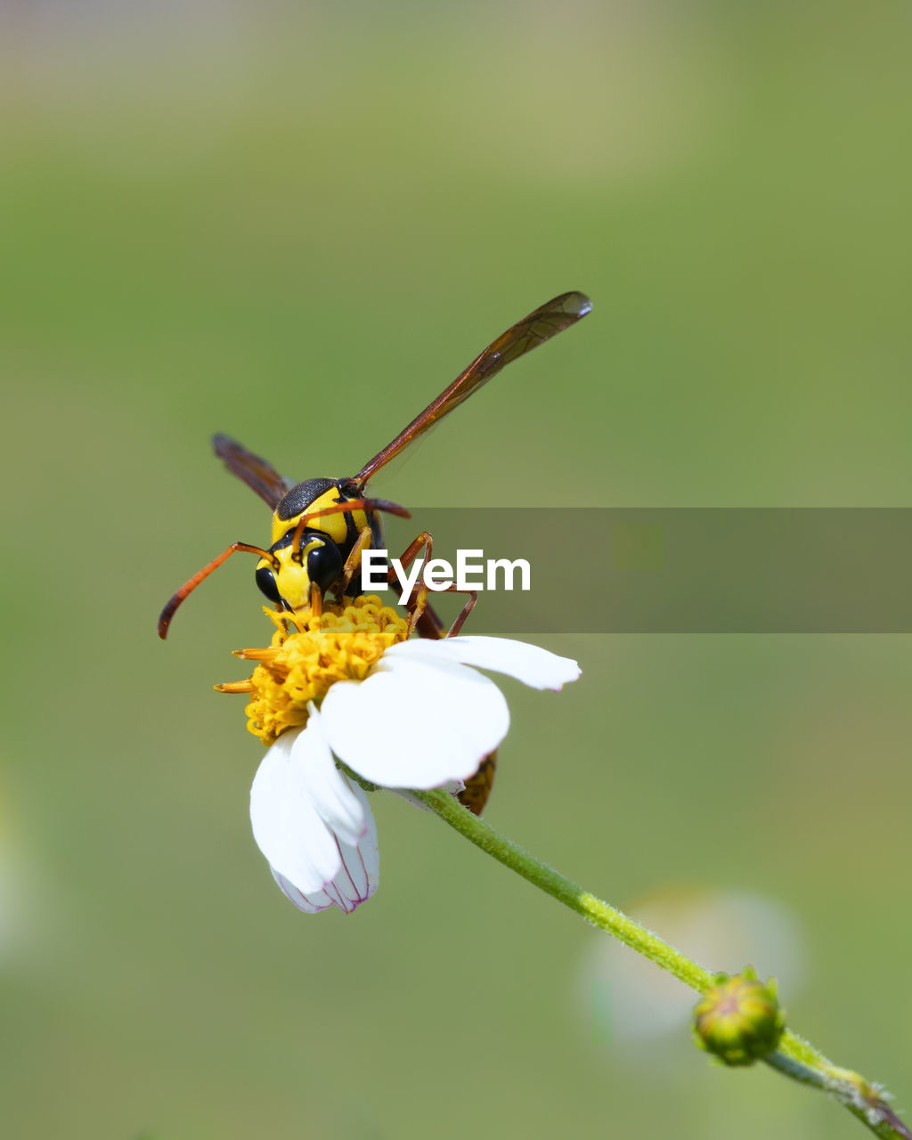 CLOSE-UP OF HONEY BEE ON FLOWER