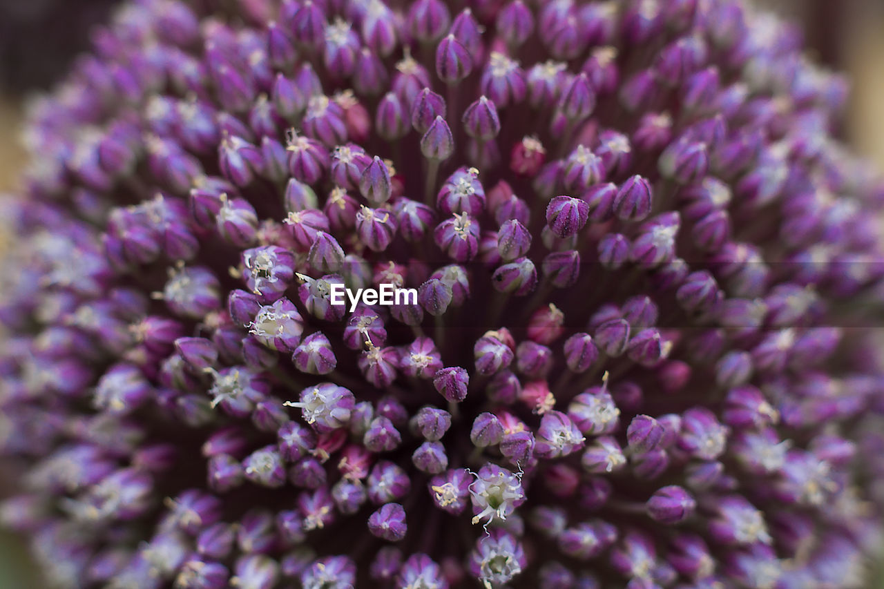 Macro shot of purple flower