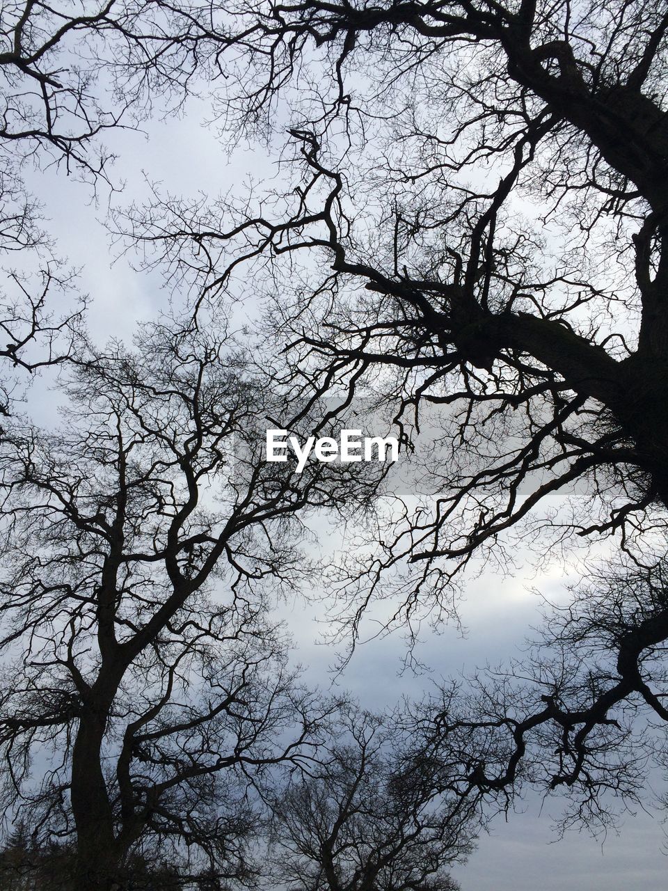 LOW ANGLE VIEW OF BARE TREES AGAINST SKY