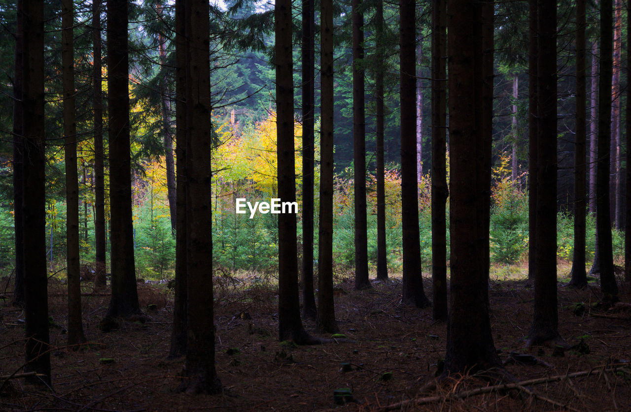 Trees growing in forest