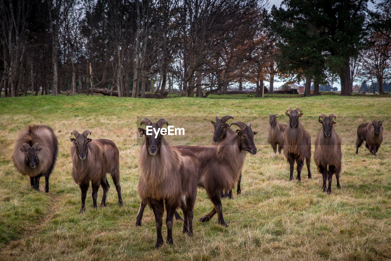 HORSES ON A FIELD