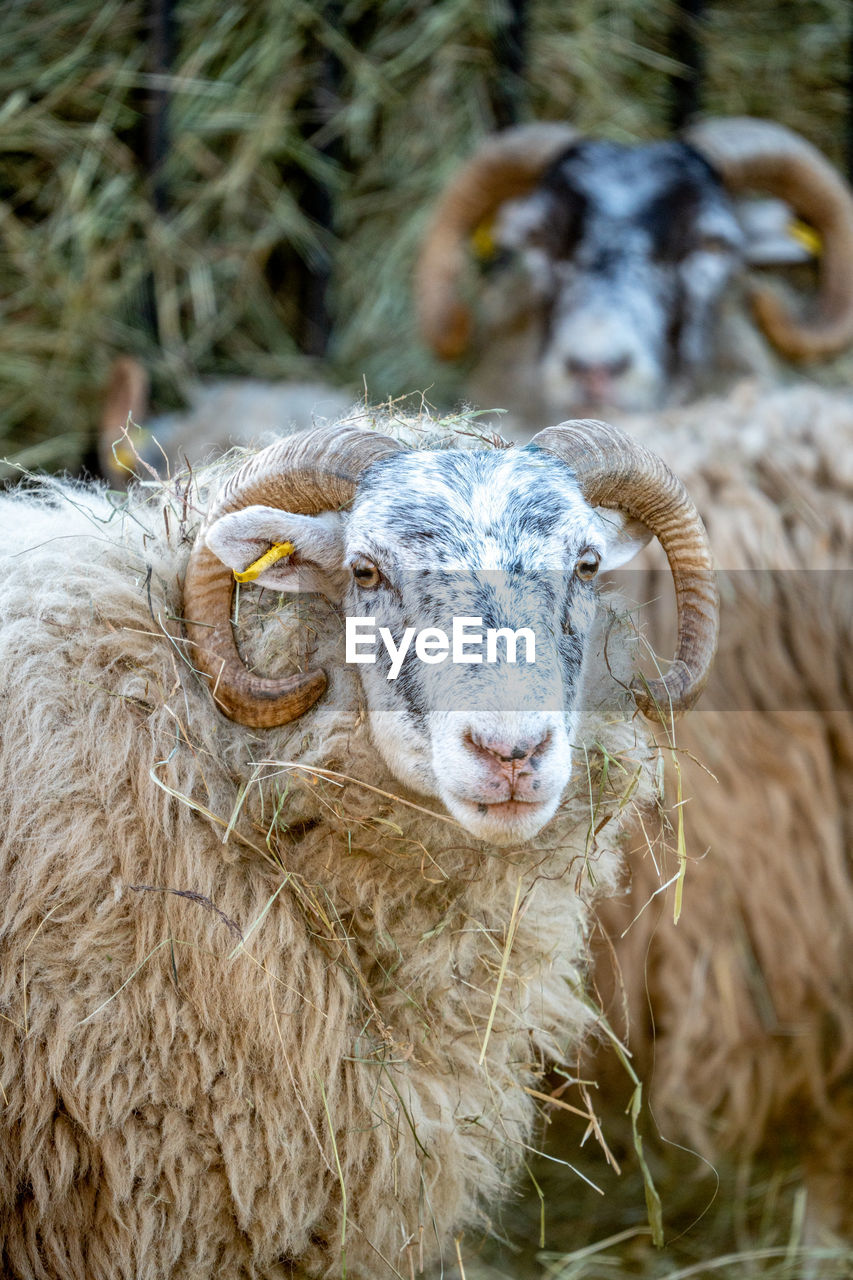 close-up of sheep on field