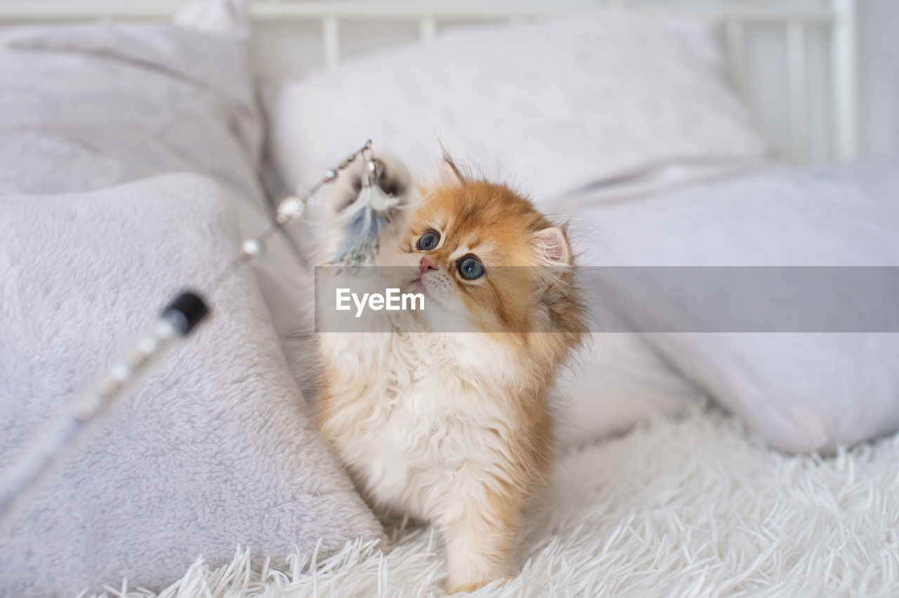 Close-up of cat lying on bed at home