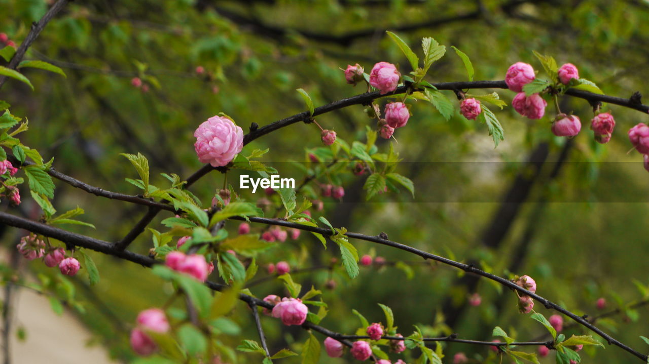 Close-up of pink flowers