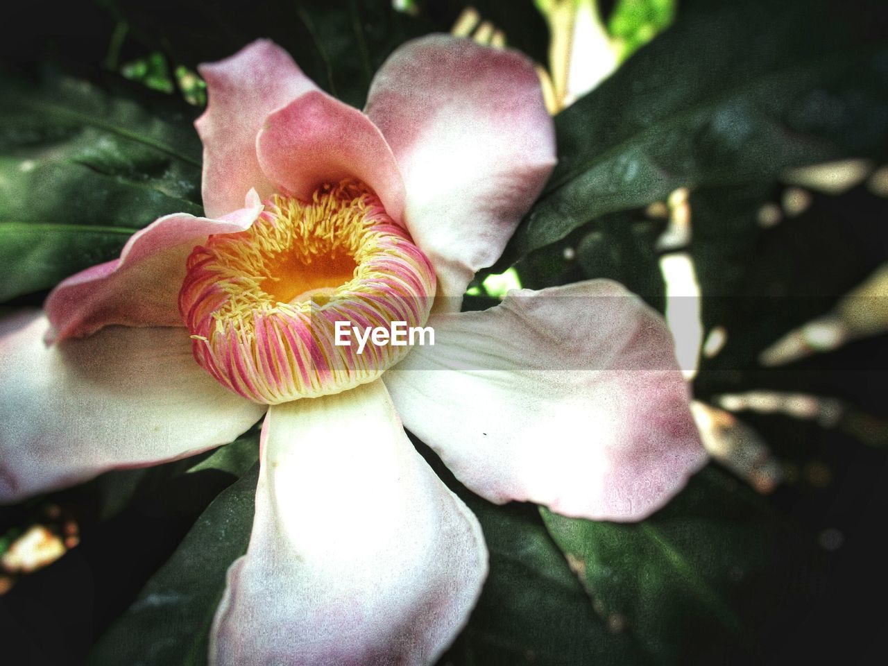 CLOSE-UP OF PASSION FLOWER BLOOMING