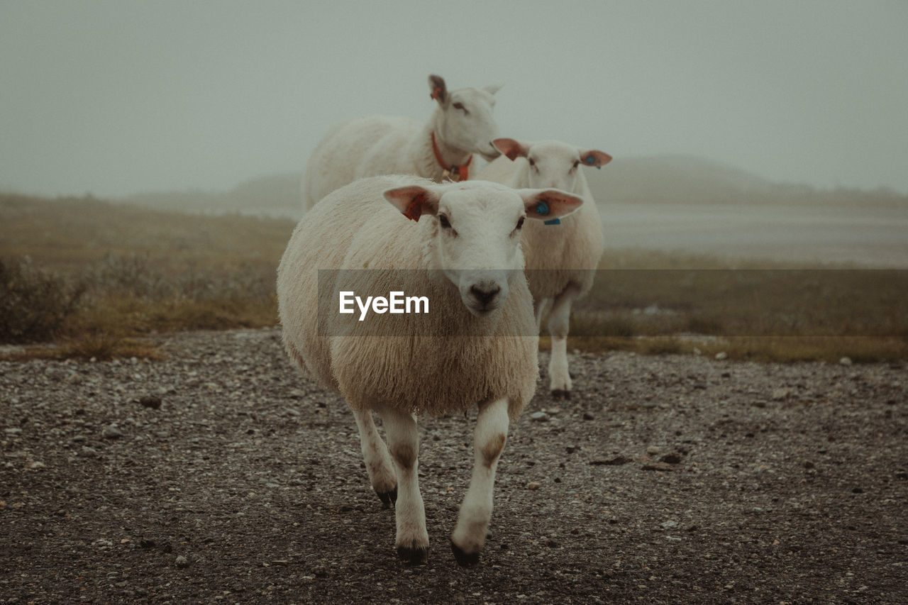 Portrait of sheep walking on field against sky
