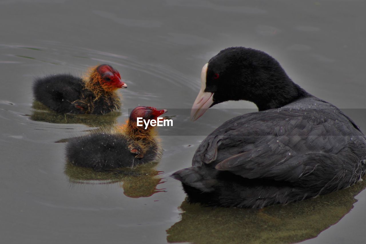 Close-up of young birds in lake