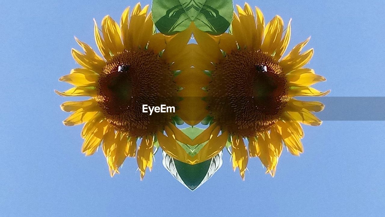 CLOSE-UP OF SUNFLOWERS AGAINST CLEAR SKY