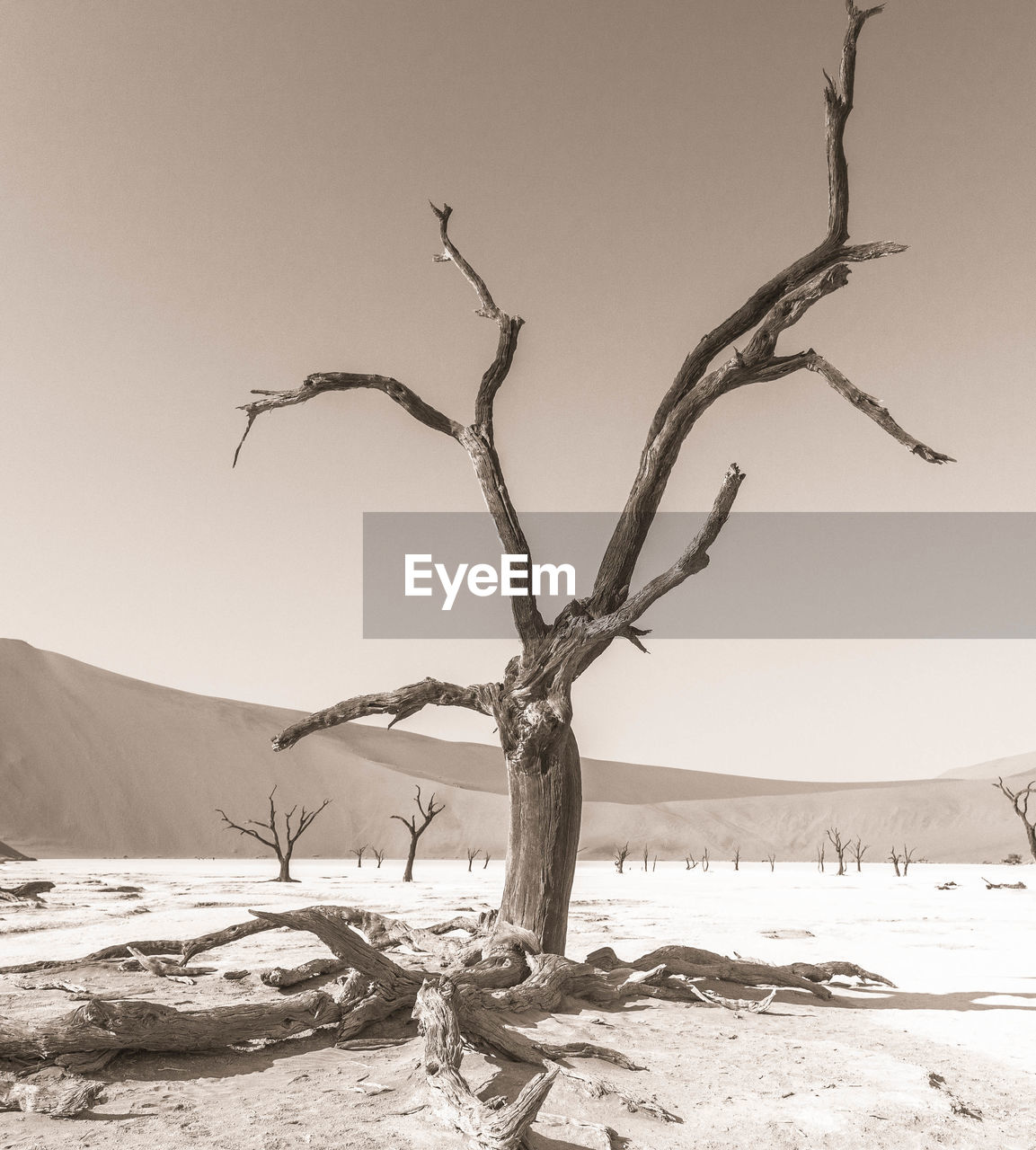 Bare trees on landscape against clear sky