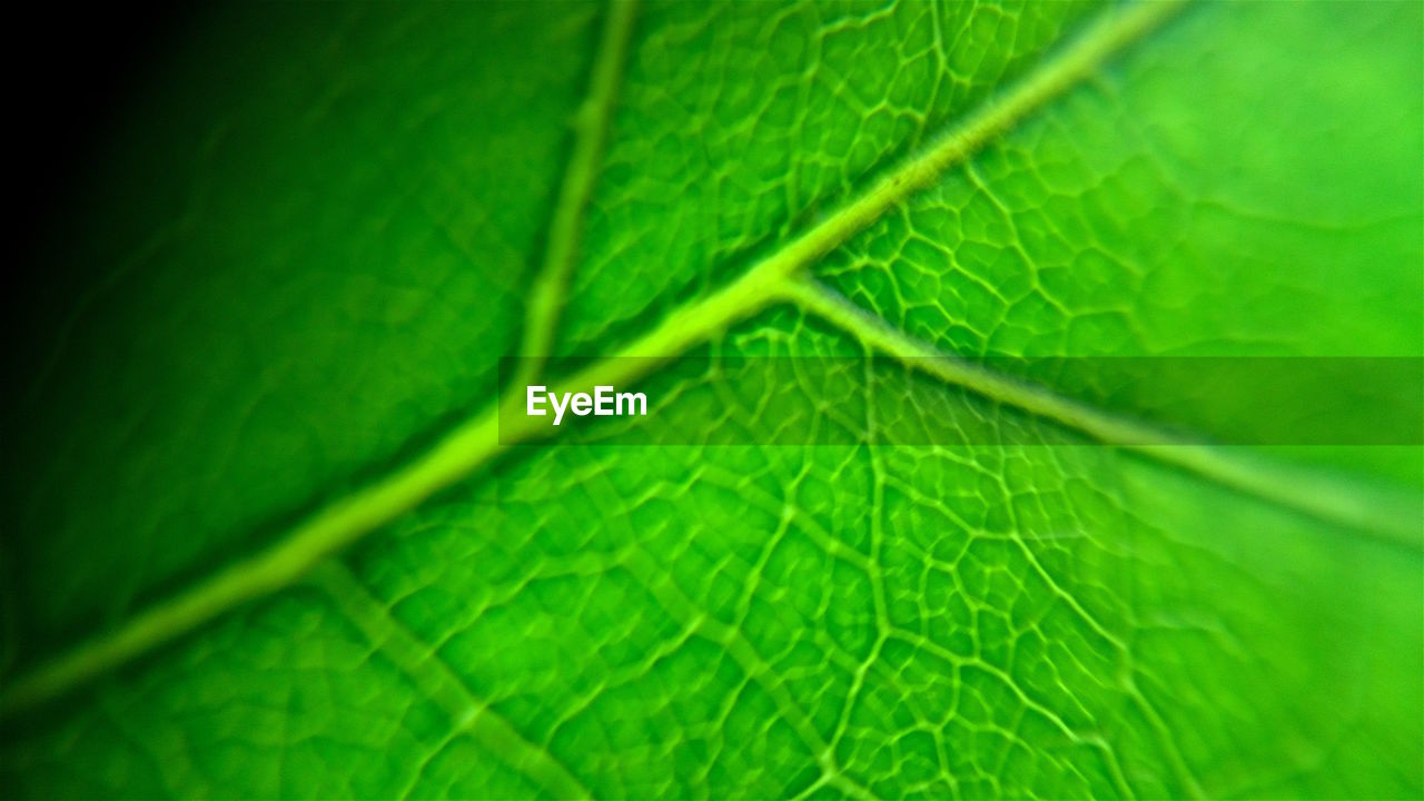 FULL FRAME SHOT OF LEAF