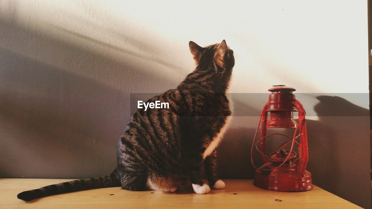 Cat looking at wall