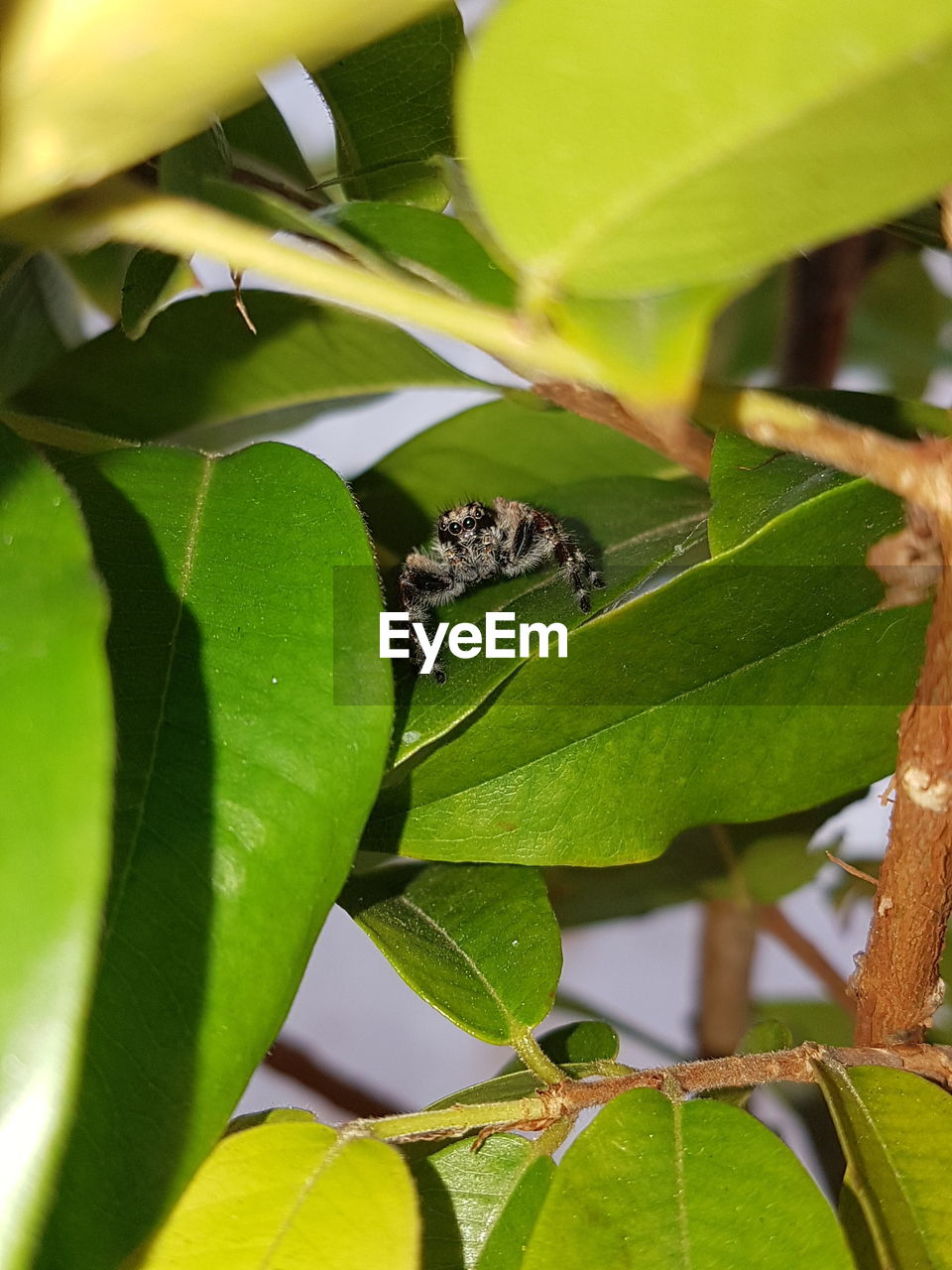 Close-up of insect on plant