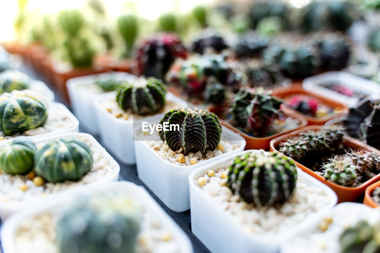 Full frame shot of cactus plants