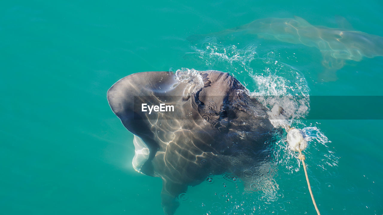 High angle view of large stringrey baiting in sea