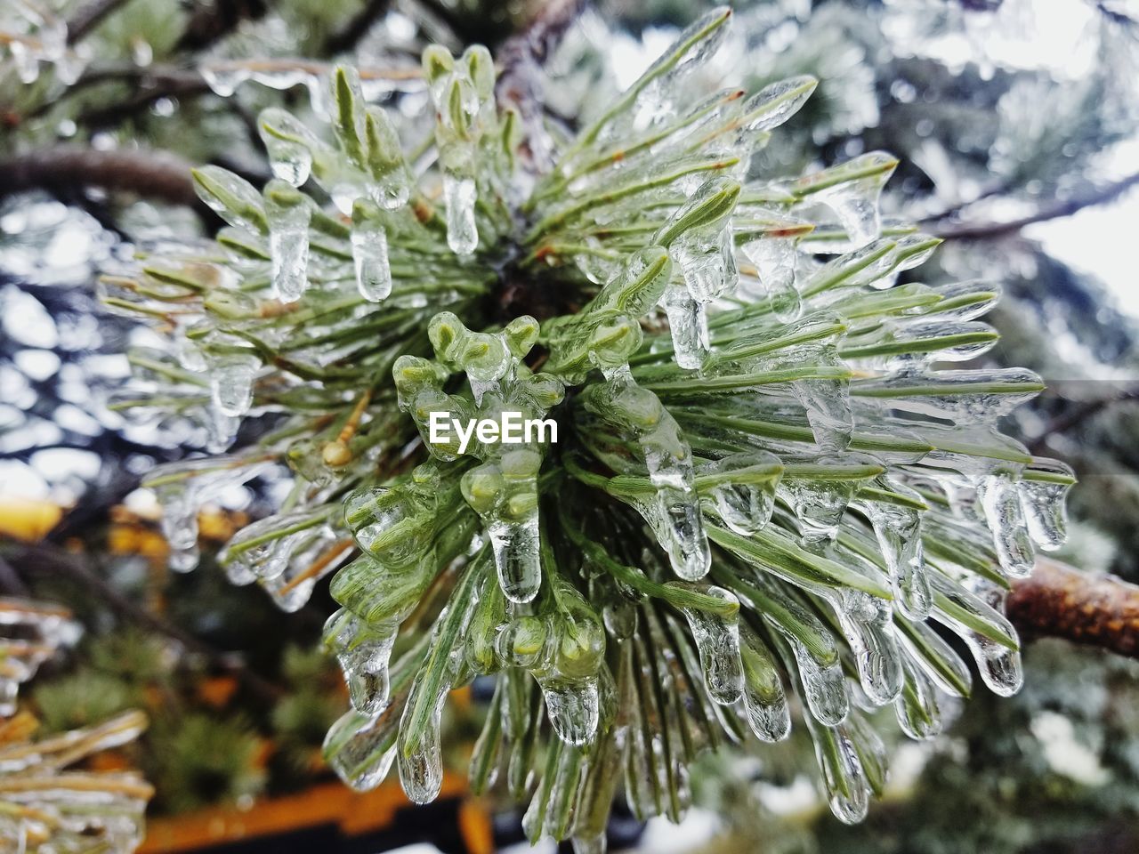 CLOSE-UP OF PINE TREE