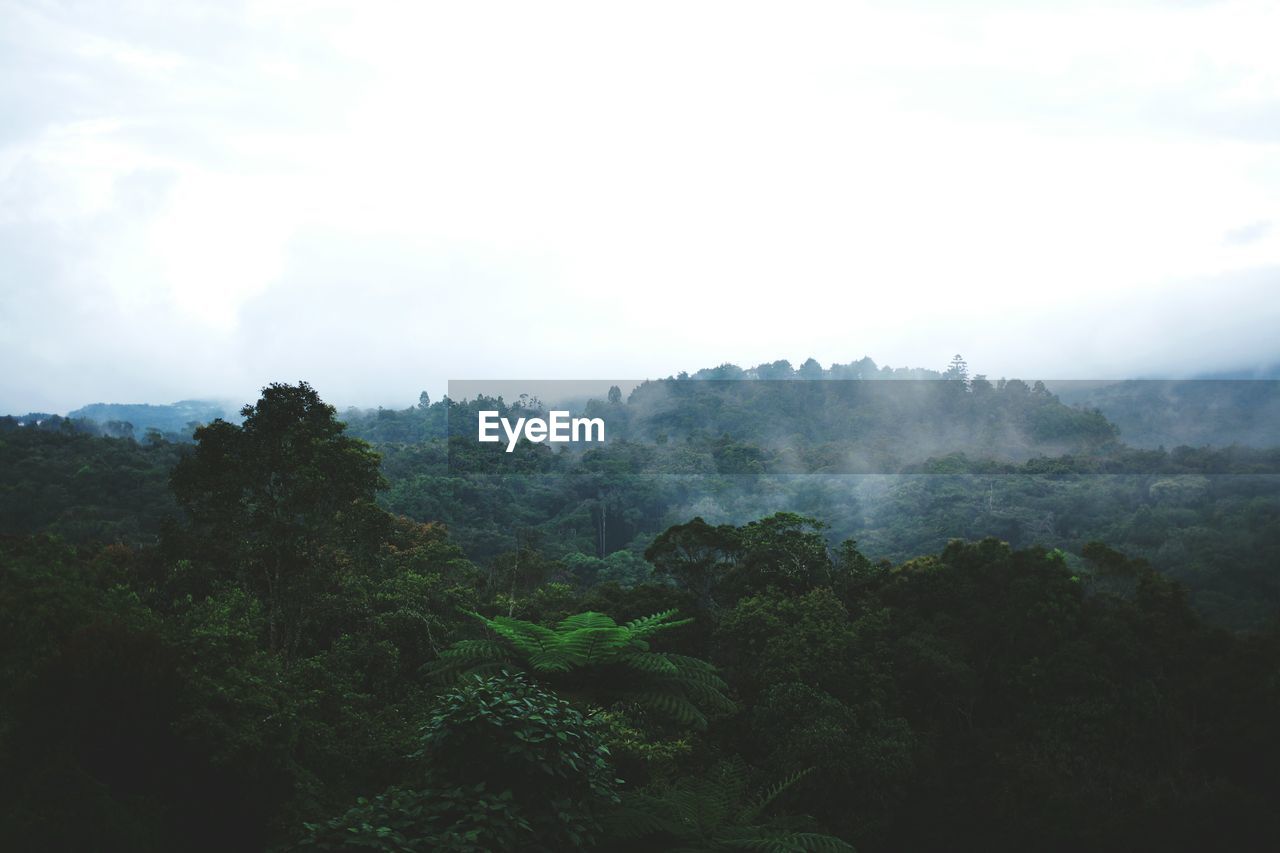 Scenic view of forest against sky