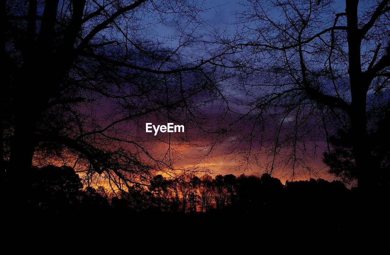 SILHOUETTE OF BARE TREES AT NIGHT