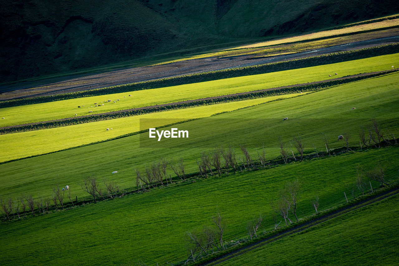 Scenic view of agricultural field