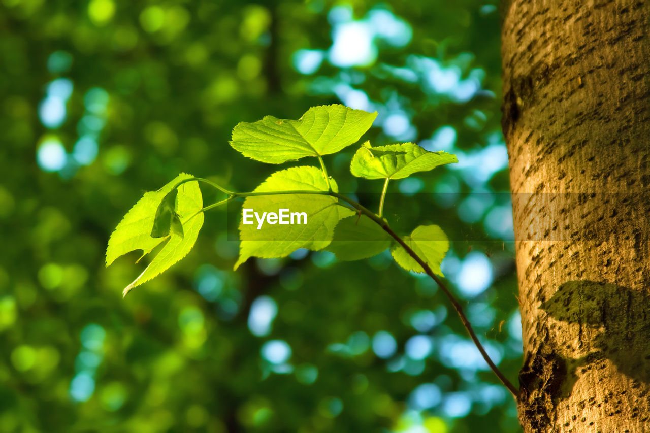 CLOSE-UP OF LEAVES ON TREE