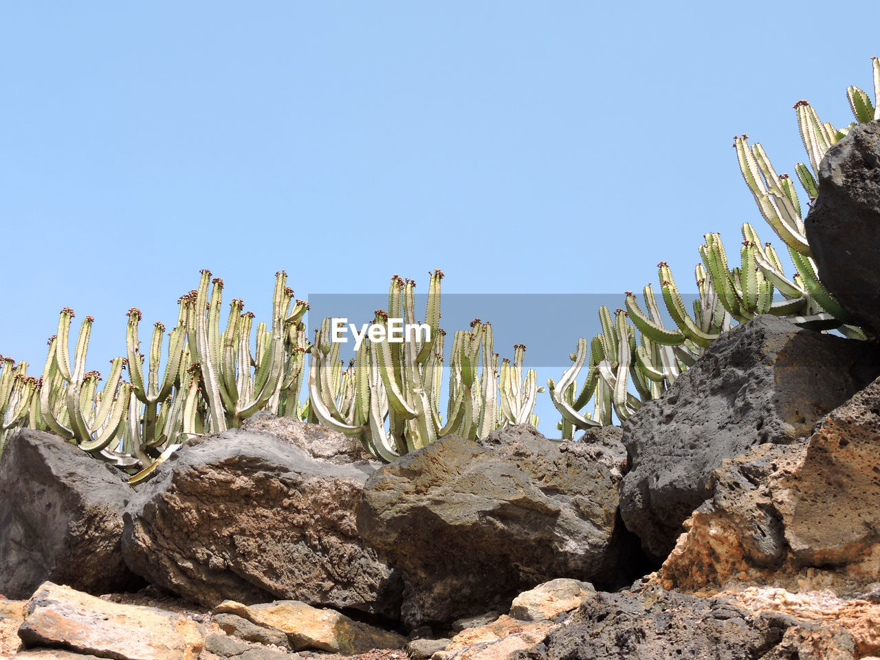 Cactus growing on rock against clear blue sky