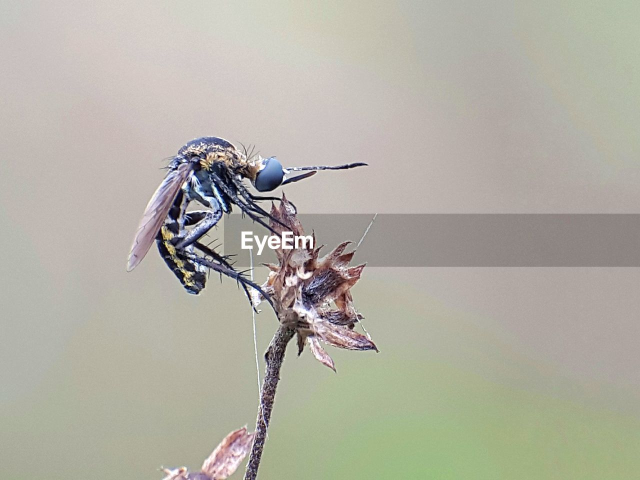 CLOSE-UP OF INSECT PERCHING ON BRANCH