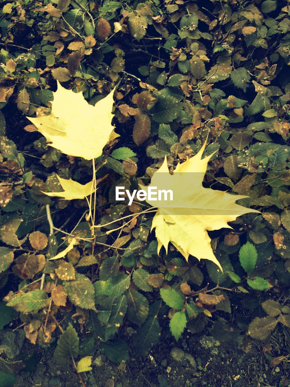 LEAVES ON YELLOW LEAVES