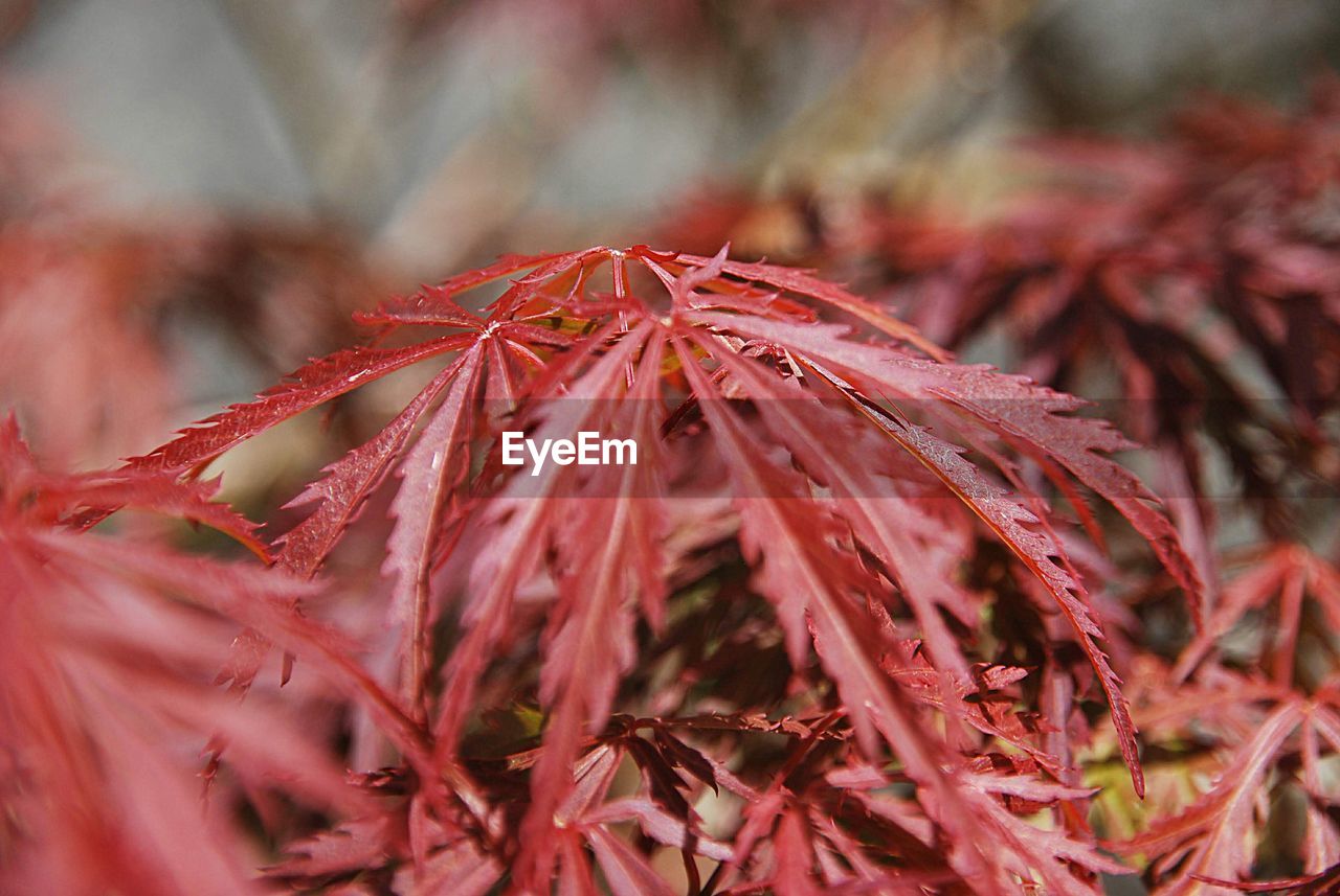 Close-up of red leaves on plant during autumn