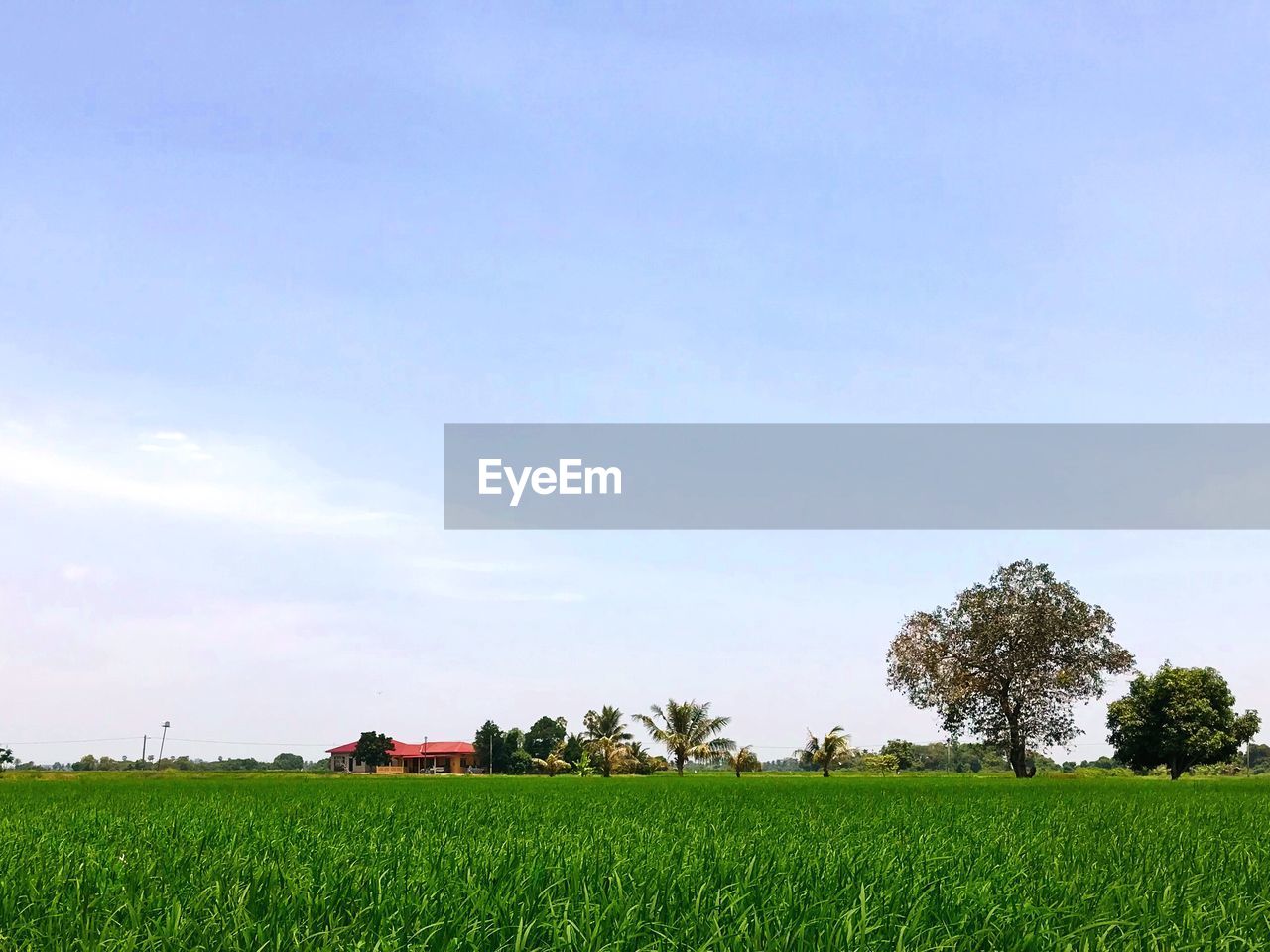 FIELD AGAINST SKY