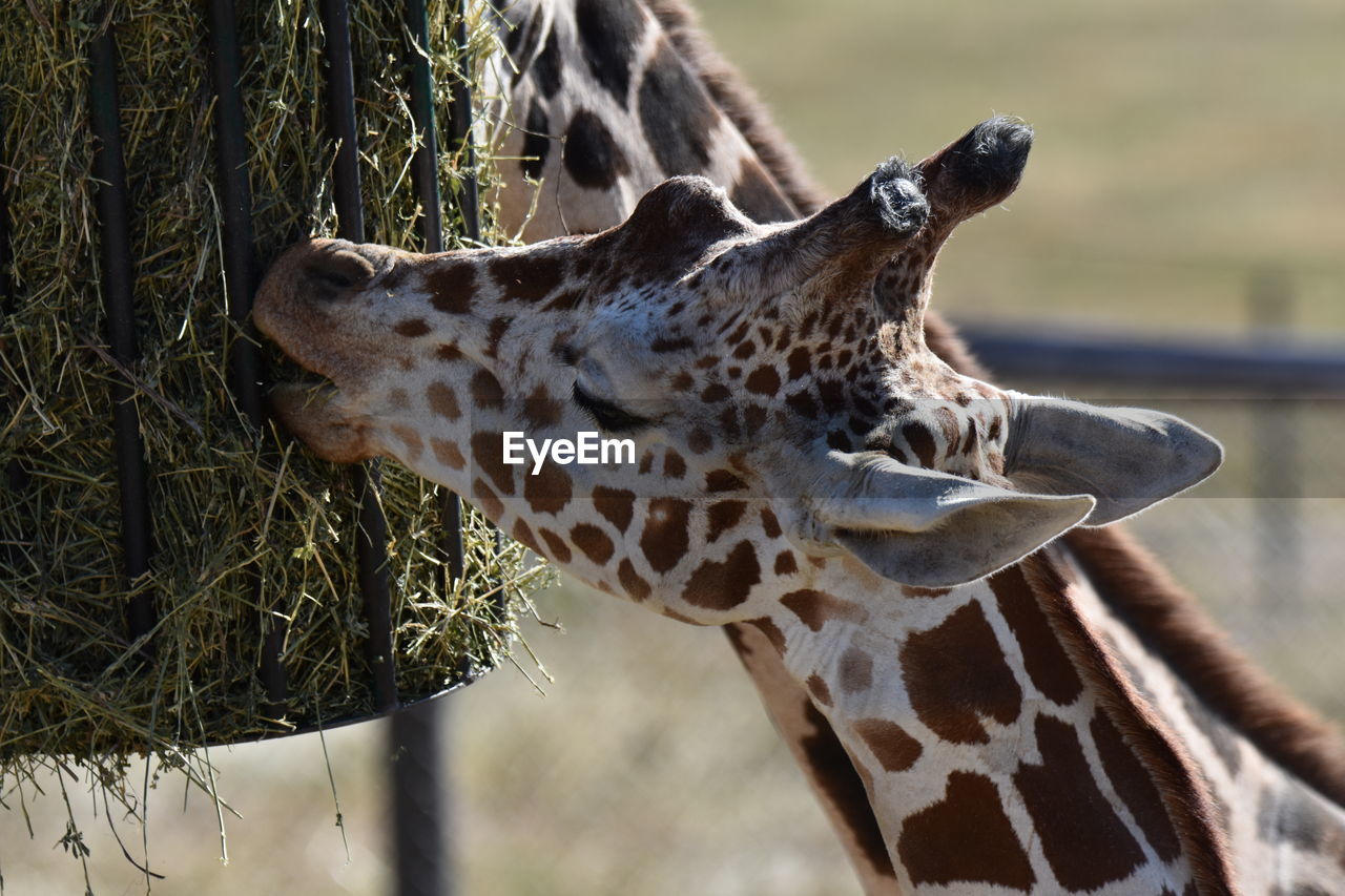 CLOSE-UP OF GIRAFFE